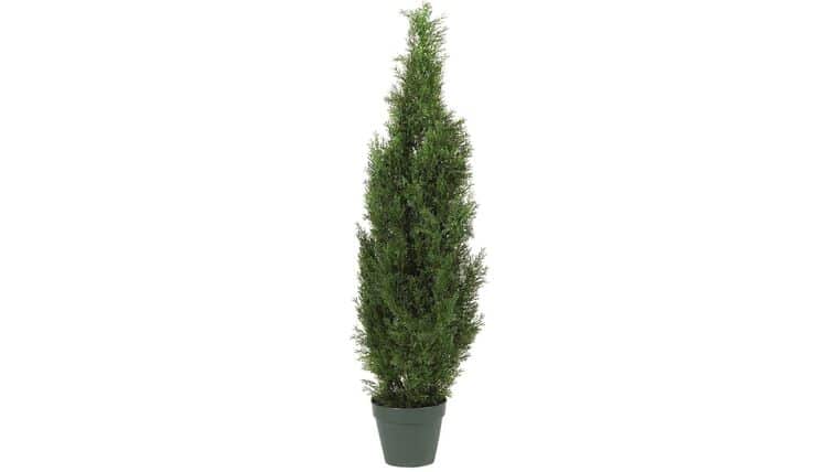 4′ Cedar Tree Silk Tree (In-door/Out-door) | Rental