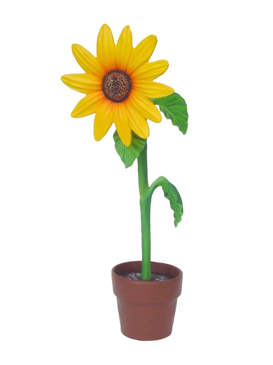 Mini Sun Flower | Rental