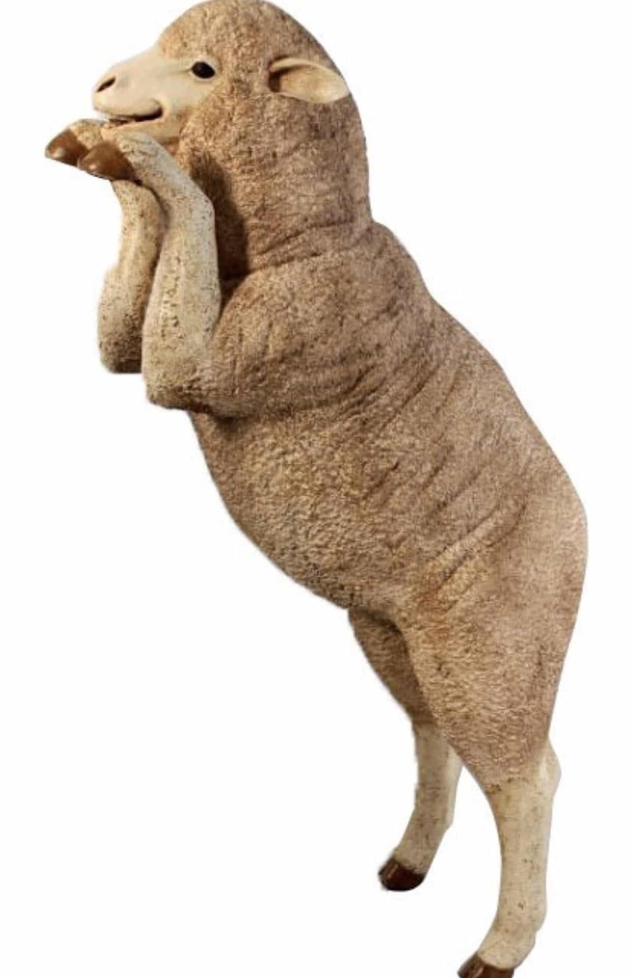 Standing Sheep | Rental