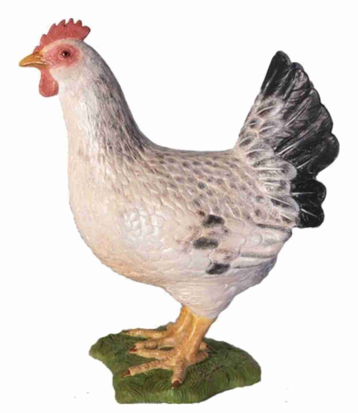 White Chicken Hen | Rental White Chicken Hen | Rental