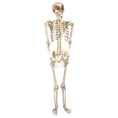 5ft. Skeleton (Mannequin Only) Prop | Rental