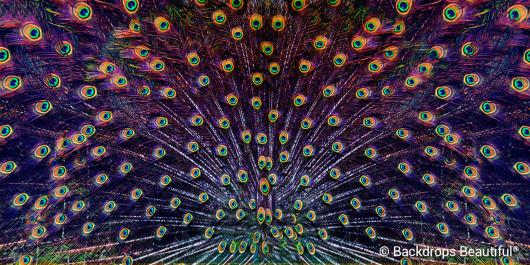 Peacock Feathers 3 | Rental