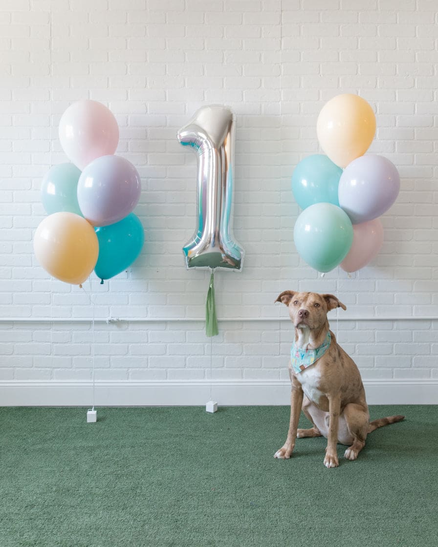 Soft Rainbow – The Furever Festive | Rental